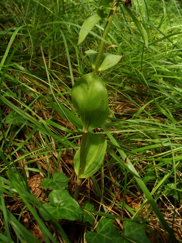 Epipactis helleborine subsp. orbicularis?